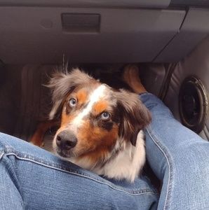 Meet your Posher, Morgan